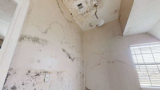 Best Mold Damage Restoration  in Seacliff, CA