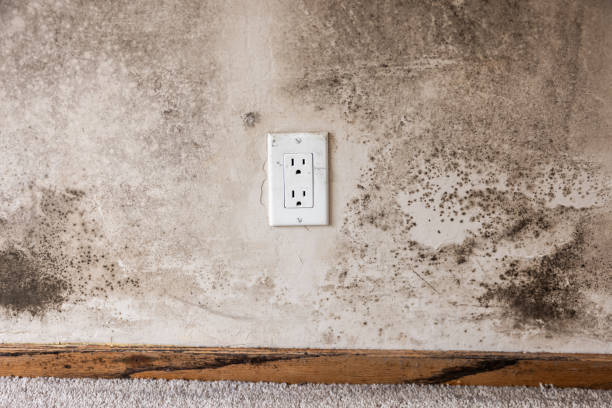 Best Water Damage & Mold Remediation  in Seacliff, CA
