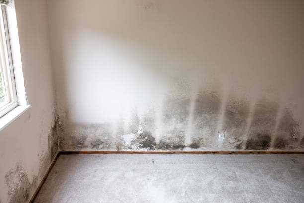 Environmental Consulting for Mold Prevention in Seacliff, CA