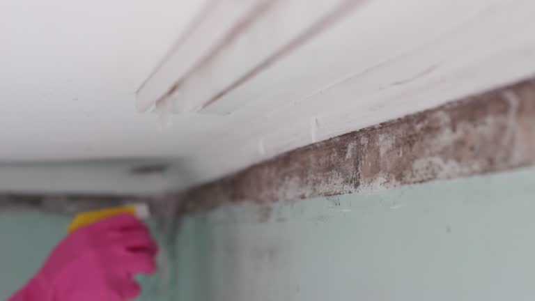 Best Mold Prevention Services  in Seacliff, CA