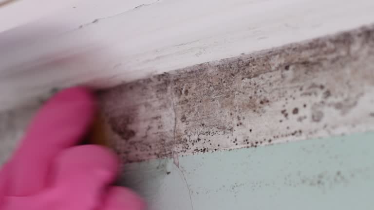 Best Mold-Related Health Consultation  in Seacliff, CA
